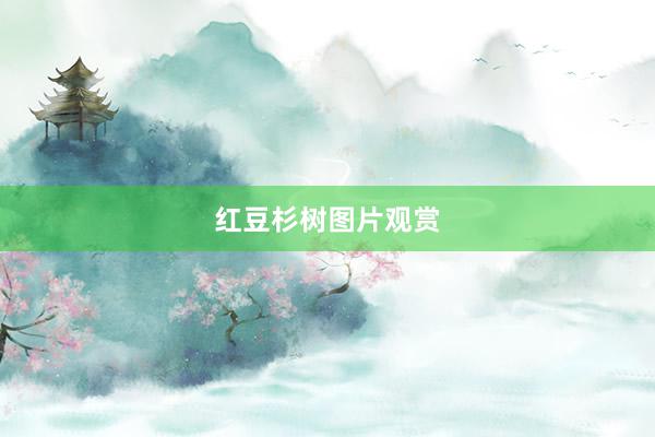 红豆杉树图片观赏